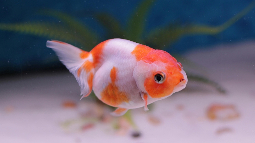 飼養觀賞金魚全攻略-新手如何挑選健康金魚-餵食與常見病預防指南